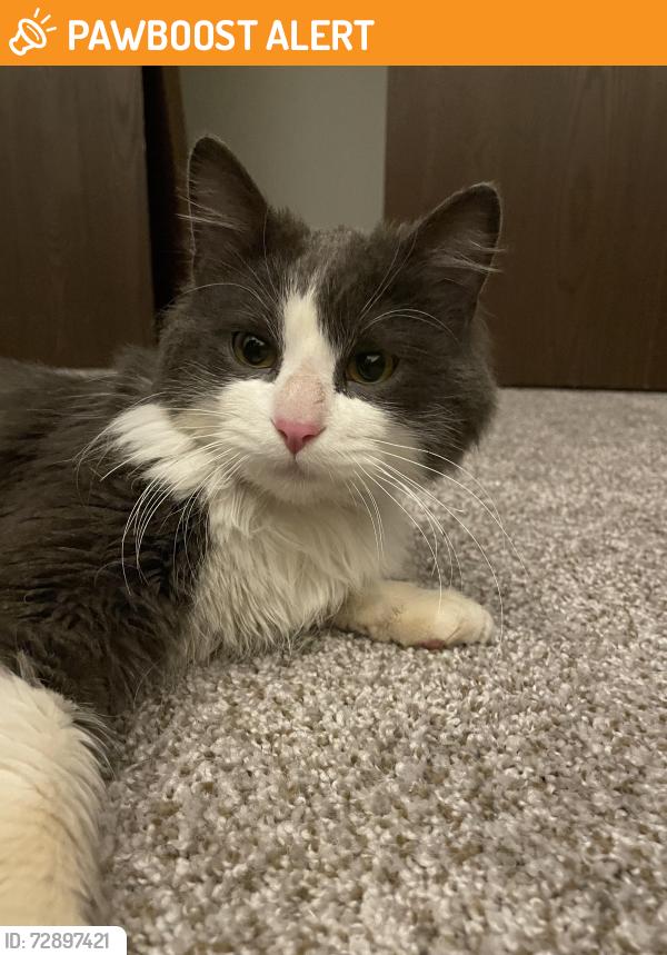 Found/Stray Male Cat last seen The Oaks of Inver Grove, Inver Grove Heights, MN 55076