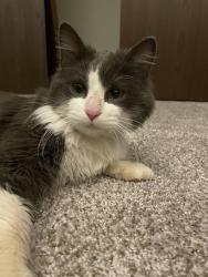 Found/Stray Male Cat last seen The Oaks of Inver Grove, Inver Grove Heights, MN 55076