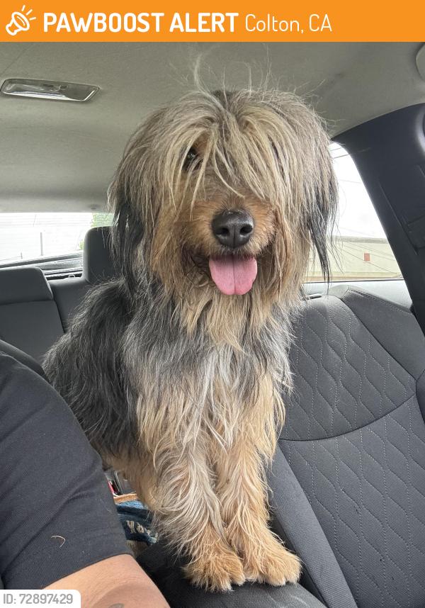 Found/Stray Unknown Dog last seen Washington & Cooley , Colton, CA 92324
