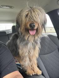 Found/Stray Unknown Dog last seen Washington & Cooley , Colton, CA 92324
