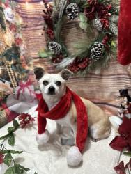 Lost Male Dog last seen Meadow lane Kings Mountain off or around Bethlehem Church road. To even toward Stoney point Woodbridge area., Kings Mountain, NC 28086