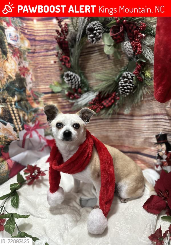 Lost Male Dog last seen Meadow lane Kings Mountain off or around Bethlehem Church road. To even toward Stoney point Woodbridge area., Kings Mountain, NC 28086
