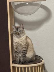 Reunited Male Cat last seen thunderbird & el mirage, El Mirage, AZ 85335