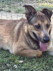 Found/Stray Male Dog last seen Kiowa Rd, Blount County, AL 35133