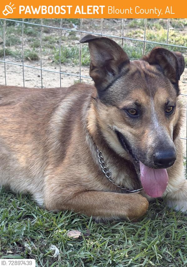 Found/Stray Male Dog last seen Kiowa Rd, Blount County, AL 35133