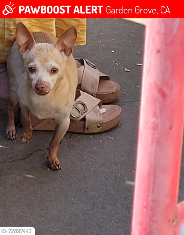 Lost Male Dog last seen Brookhurst/westminster , Garden Grove, CA 92842