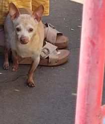 Lost Male Dog last seen Brookhurst/westminster , Garden Grove, CA 92842