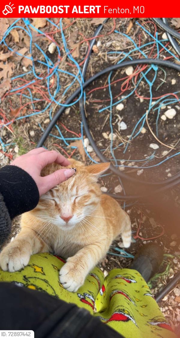 Lost Male Cat last seen Near tiffiny ln Fenton mo 63027, Fenton, MO 63026