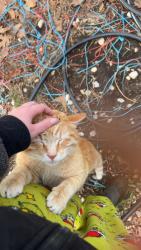Lost Male Cat last seen Near tiffiny ln Fenton mo 63027, Fenton, MO 63026