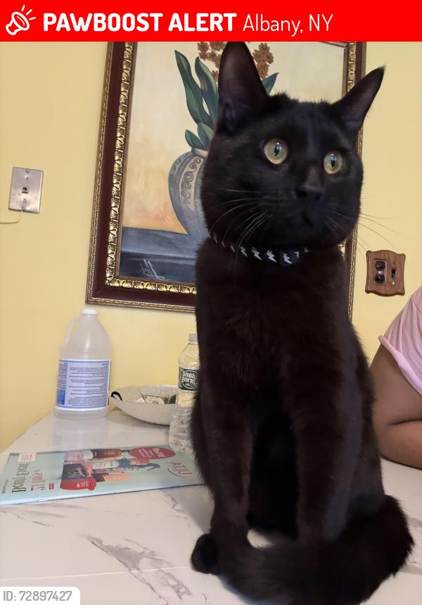 Lost Male Cat last seen Cucumberland area , Albany, NY 12077