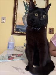 Lost Male Cat last seen Cucumberland area , Albany, NY 12077