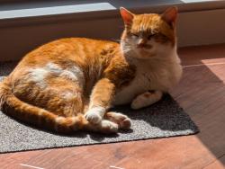 Lost Male Cat last seen Glenboi School, Glenboi, Mountain Ash, Rhondda Cynon Taff, Wales CF45 3DT