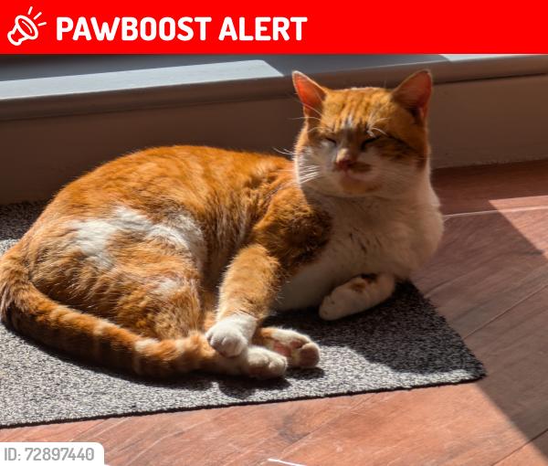 Lost Male Cat last seen Glenboi School, Glenboi, Mountain Ash, Rhondda Cynon Taff, Wales CF45 3DT