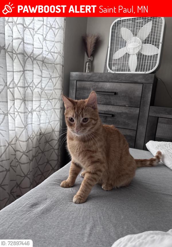 Lost Male Cat last seen Fremont , Saint Paul, MN 55119