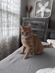 Lost Male Cat last seen Fremont , Saint Paul, MN 55119