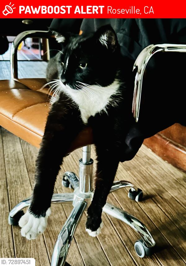 Lost Male Cat last seen Sierra College & Annabelle Ave , Roseville, CA 95661