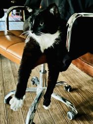 Lost Male Cat last seen Sierra College & Annabelle Ave , Roseville, CA 95661