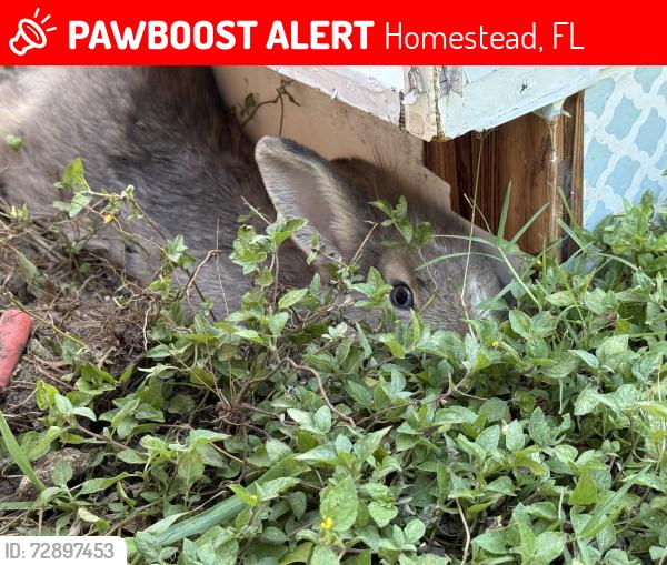 Lost Female Rabbit last seen Near Ne 3rd Terr , Homestead, FL 33030
