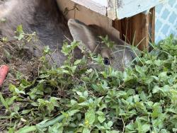 Lost Female Rabbit last seen Near Ne 3rd Terr , Homestead, FL 33030