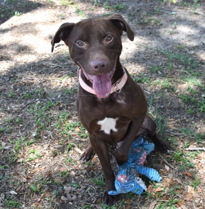 Shelter Stray Male Dog last seen Lecanto, FL , Inverness, FL 34450