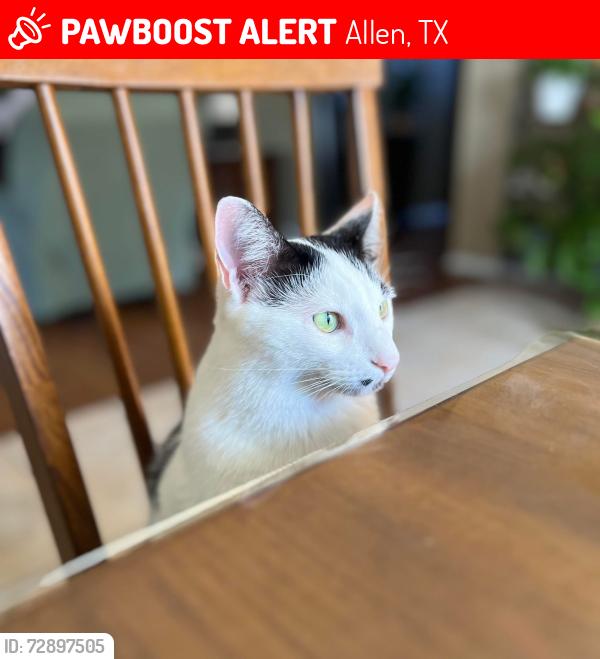 Lost Male Cat last seen Allen heights  and Chaprall, Allen, TX 75002
