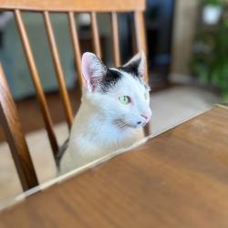 Lost Male Cat last seen Allen heights  and Chaprall, Allen, TX 75002