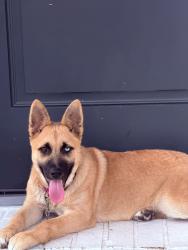 Lost Male Dog last seen Near fair st, Houston, TX 77088