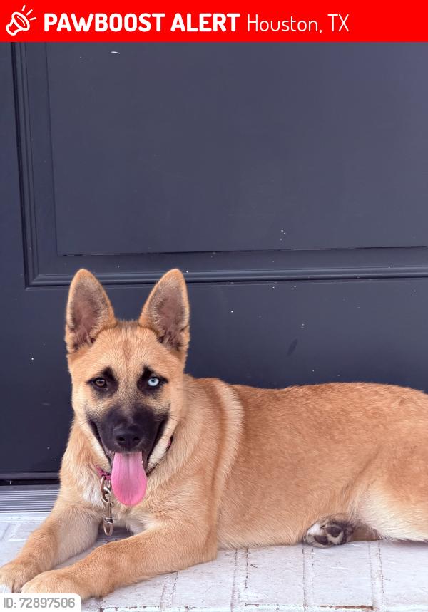 Lost Male Dog last seen Near fair st, Houston, TX 77088