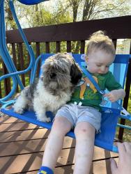 Lost Male Dog last seen 5th street and Stone road. Possibly seen on Lee Street, Belpre, OH 45714