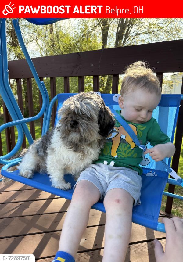 Lost Male Dog last seen 5th street and Stone road. Possibly seen on Lee Street, Belpre, OH 45714