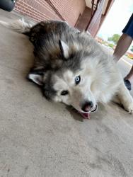 Reunited Male Dog last seen Near N Bryant Ave, Edmond, OK 73034, USA, Edmond, OK 73034
