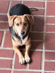Lost Male Dog last seen Near Campus/Downtown/Saint Streets , Lafayette, LA 70506