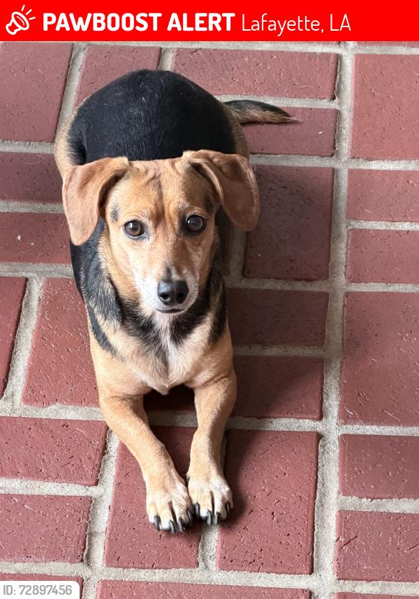 Lost Male Dog last seen Near Campus/Downtown/Saint Streets , Lafayette, LA 70506
