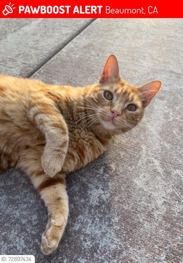Lost Male Cat last seen Windbound Ave and Normandy Road, Beaumont, CA 92223