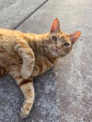 Lost Male Cat last seen Windbound Ave and Normandy Road, Beaumont, CA 92223