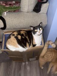 Lost Female Cat last seen Park place s, Dallas, NC 28034