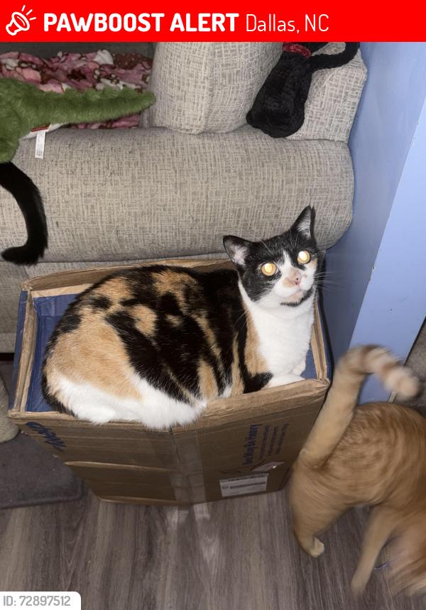 Lost Female Cat last seen Park place s, Dallas, NC 28034