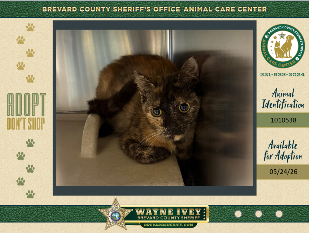 Shelter Stray Female Cat last seen Near Luther Drive, ROCKLEDGE, FL, 32955, Melbourne, FL 32934