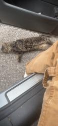 Found/Stray Unknown Cat last seen Military rd, Lemay, MO 63125