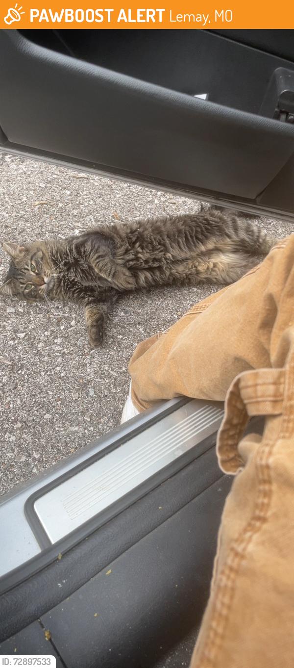 Found/Stray Unknown Cat last seen Military rd, Lemay, MO 63125