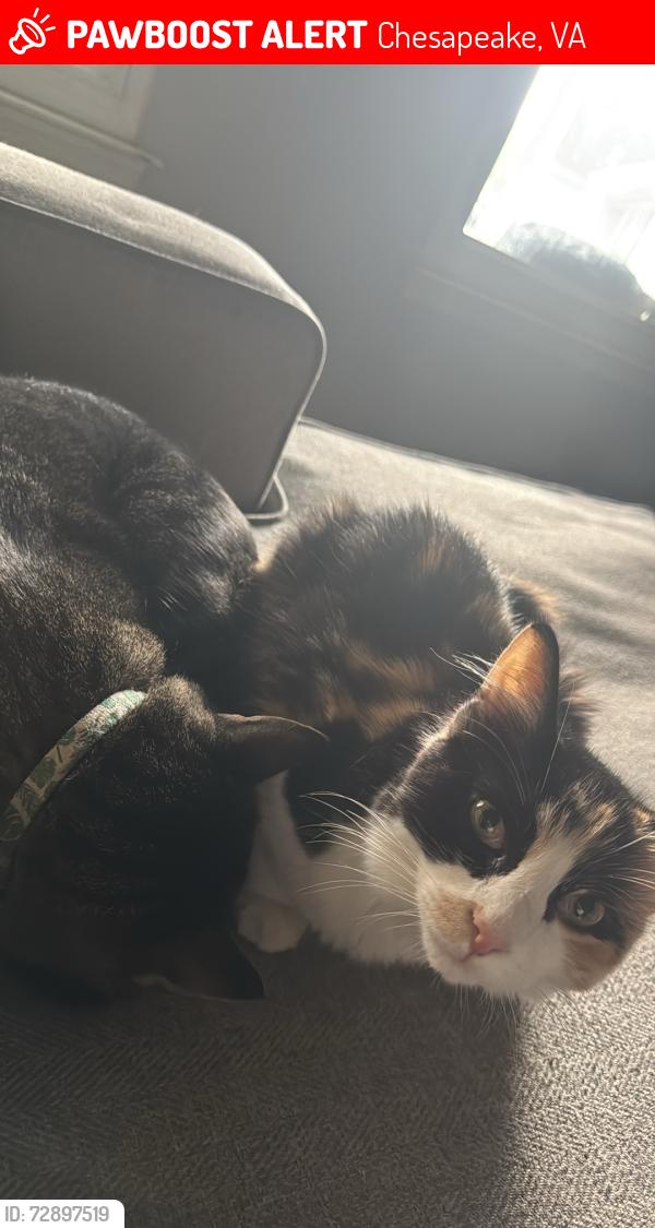 Lost Female Cat last seen Near Shadwell terrace Chesapeake VA 23322, Chesapeake, VA 23322