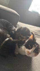 Lost Female Cat last seen Near Shadwell terrace Chesapeake VA 23322, Chesapeake, VA 23322
