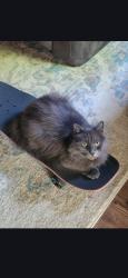 Lost Male Cat last seen Stop 18, Greenwood, IN 46143