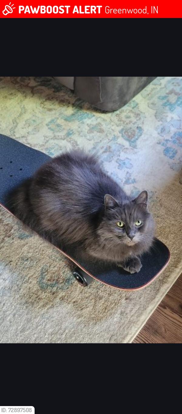 Lost Male Cat last seen Stop 18, Greenwood, IN 46143
