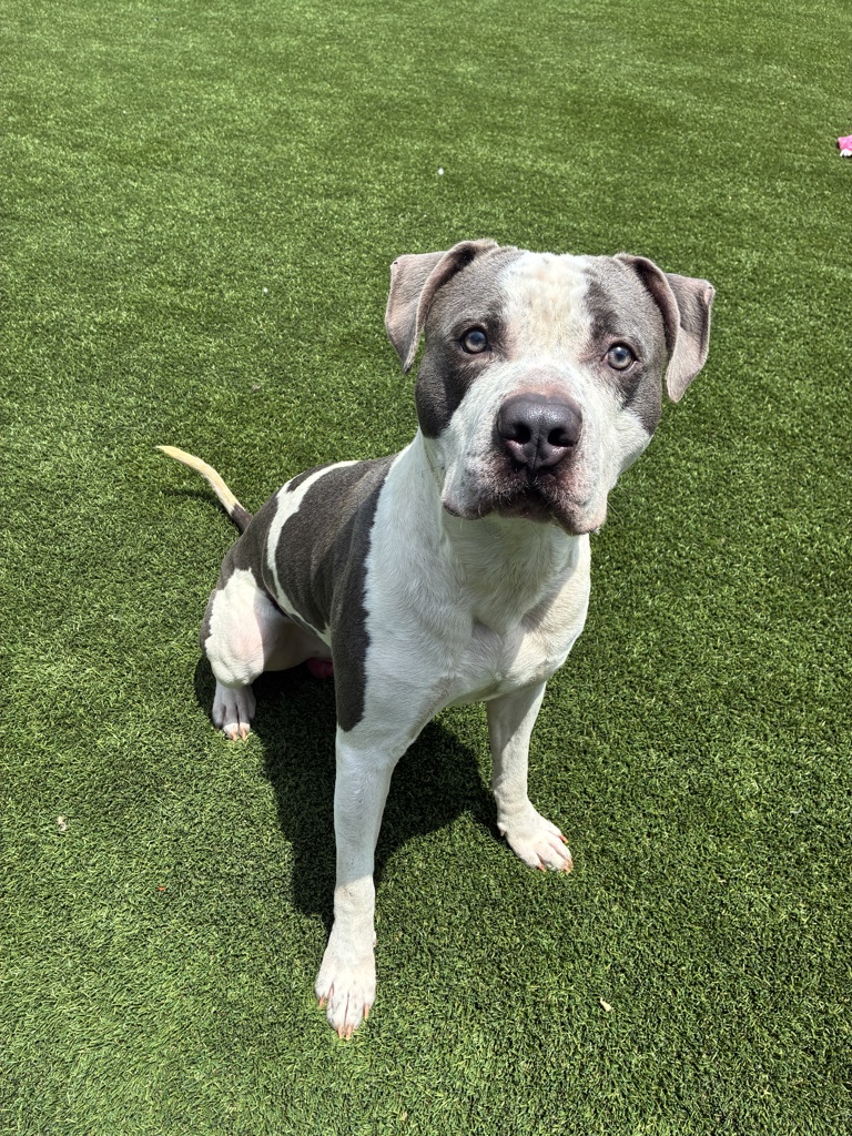 Shelter Stray Male Dog last seen Near W Main Street, El Cajon, CA, 92020, El Cajon, CA 92020