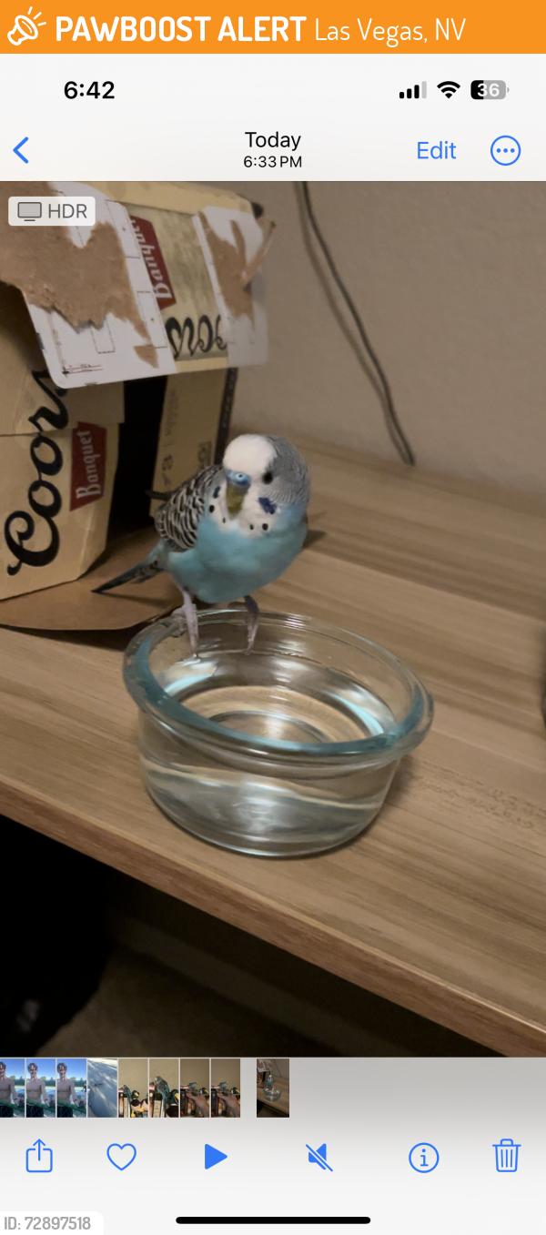 Found/Stray Male Bird last seen Cheyenne & N Grand Canyon, Las Vegas, NV 89129