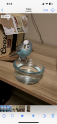 Found/Stray Male Bird last seen Cheyenne & N Grand Canyon, Las Vegas, NV 89129