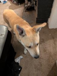 Found/Stray Male Dog last seen Near NE 29th St Oklahoma City ok , Oklahoma City, OK 73105