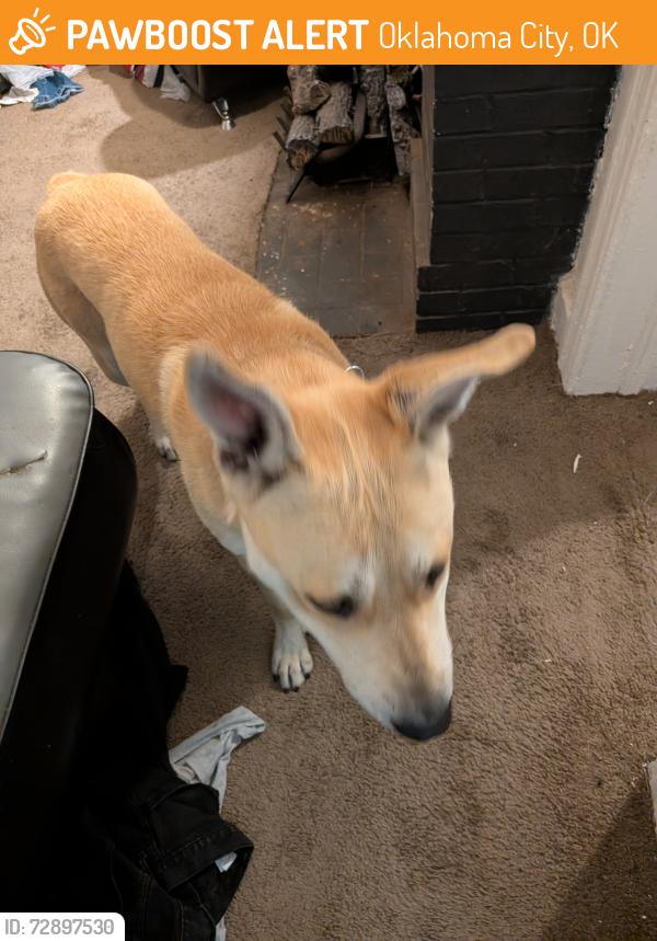 Found/Stray Male Dog last seen Near NE 29th St Oklahoma City ok , Oklahoma City, OK 73105