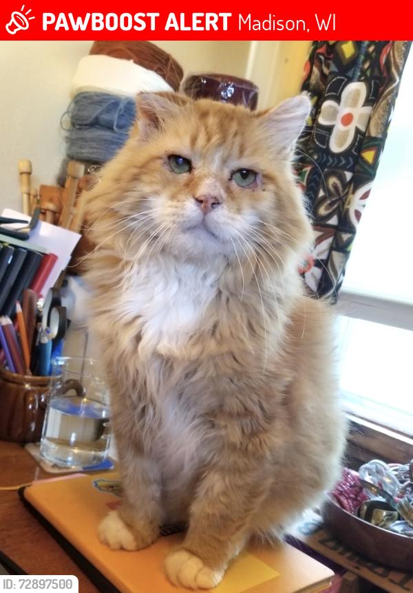Lost Male Cat last seen Hawthorne Park, Madison WI, Madison, WI 53704